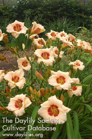 Daylily Brilliant Circle